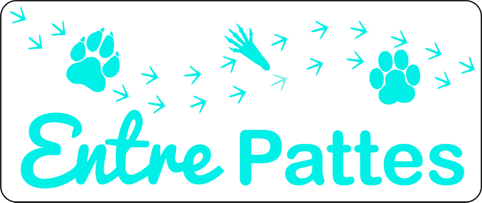 Entre Pattes Entre Pattes