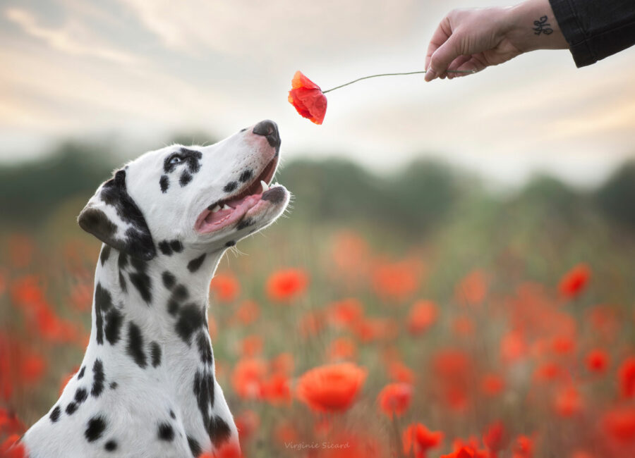 01.seance-photos-chien-toulouse