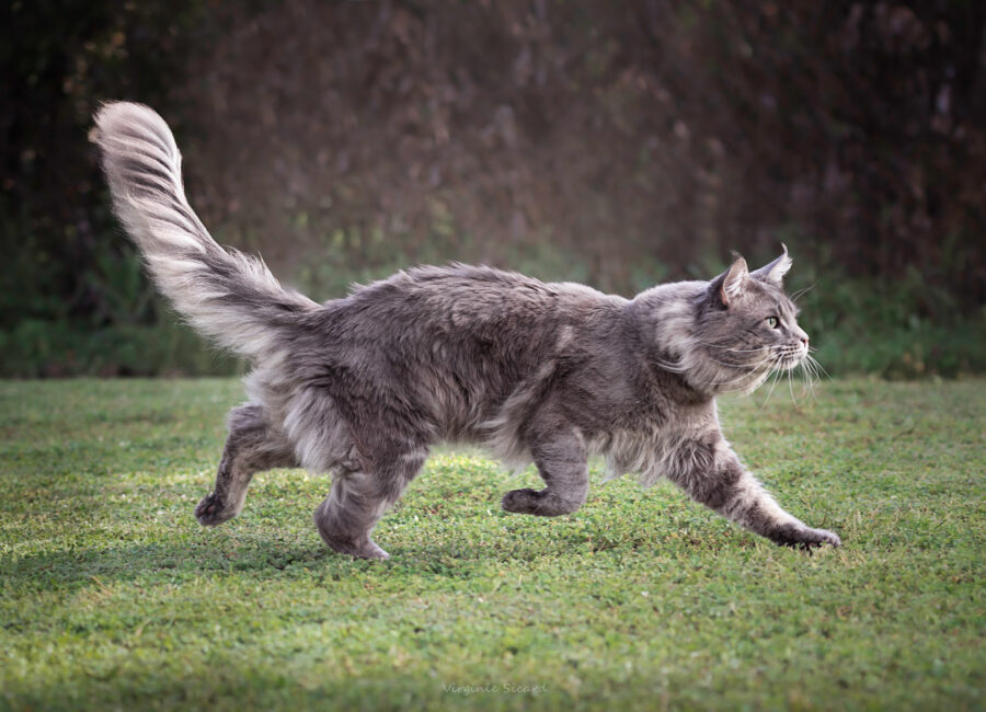 02.seance-photos-chat-toulouse