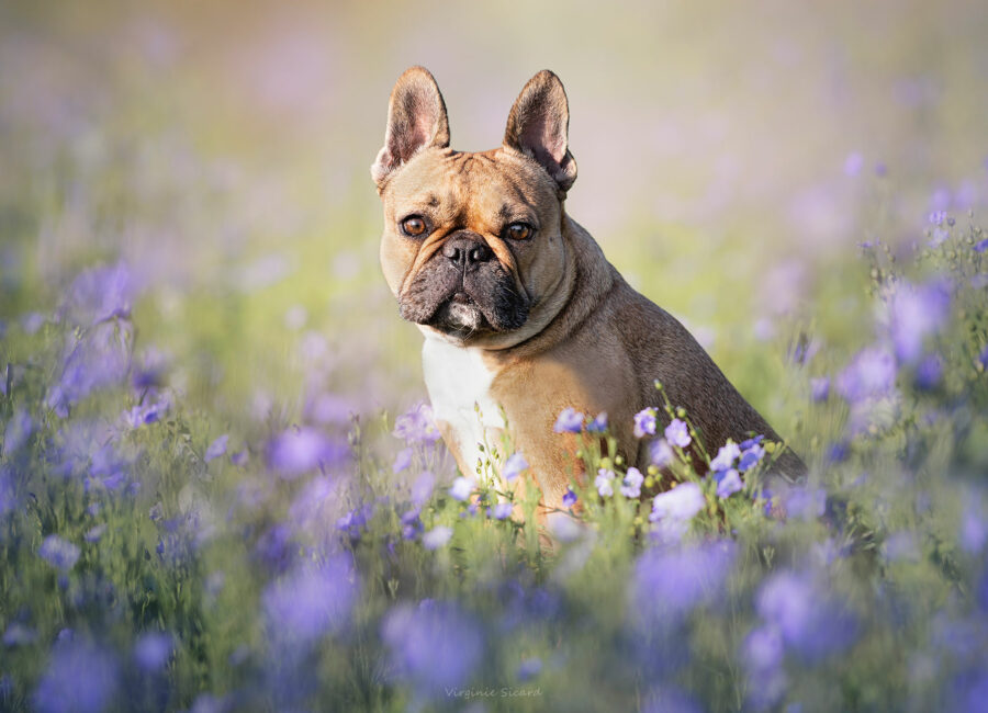 03.seance-photos-chien-toulouse