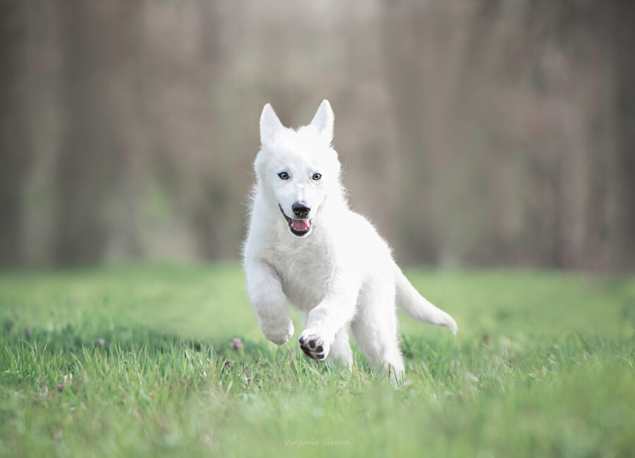04.seance-photos-chiot-toulouse