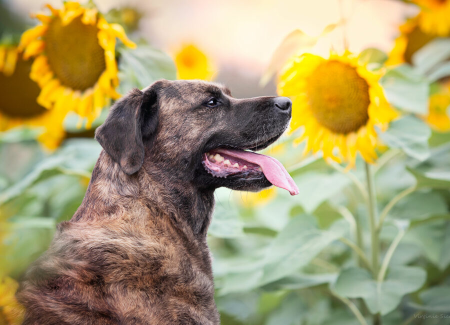 05.seance-photos-chien-toulouse