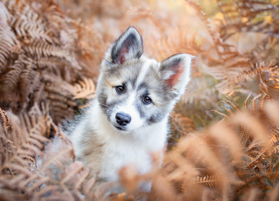 06.seance-photo-chien-toulouse