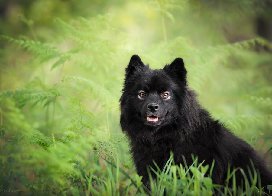 08.seance-photos-chien-toulouse