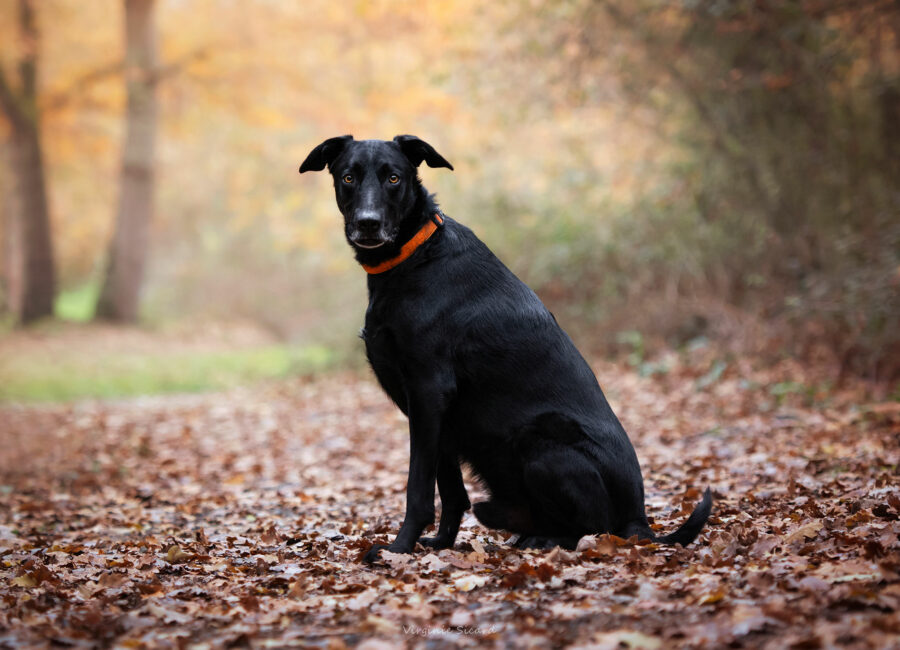 10.seance-photos-chien-toulouse