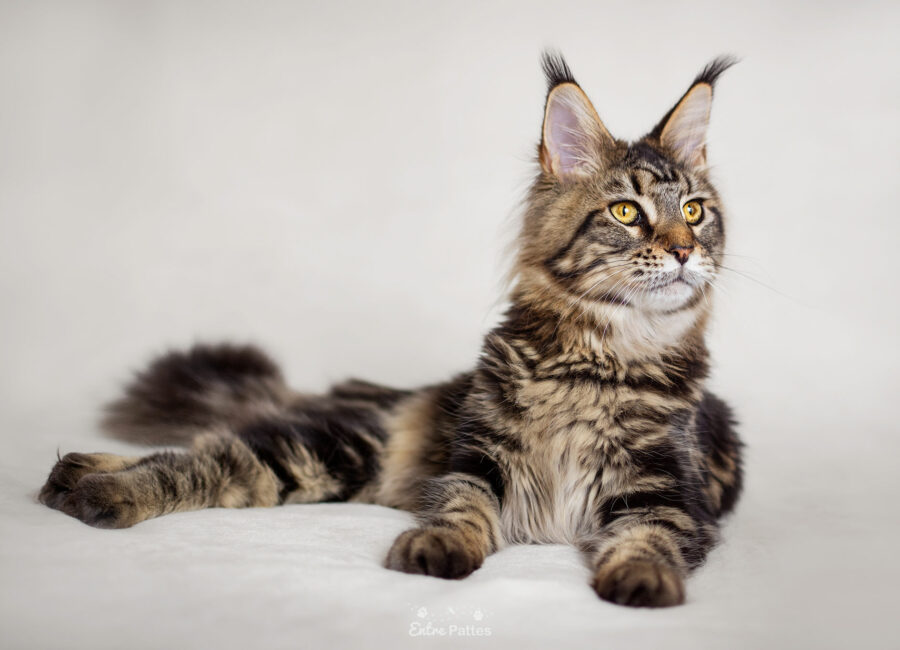 11.seance-photo-chat-toulouse