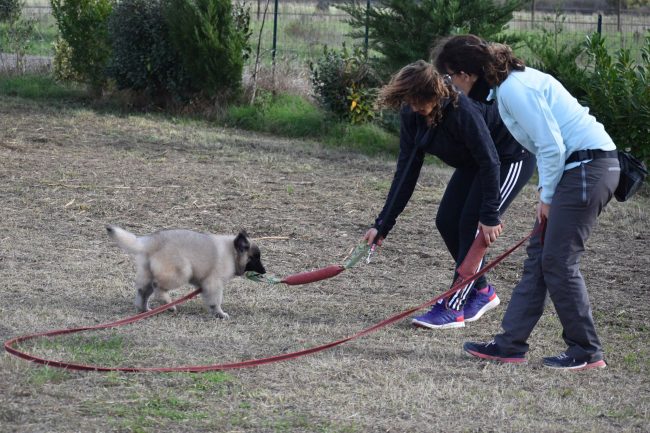 education-chiot-cugnaux.1